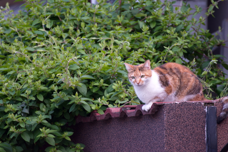 30 - A calico cat with a distinctive white chest and vibrant orange and black patches resting on a low wall